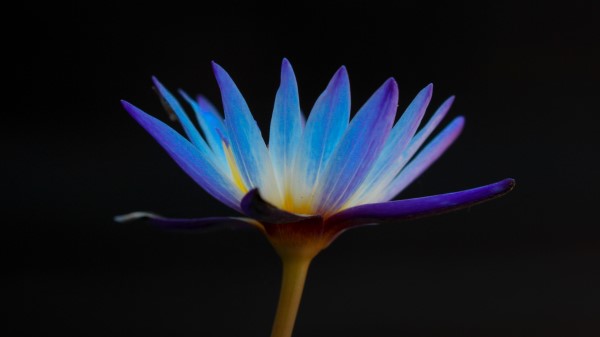 Flower Lily Petals Wallpaper