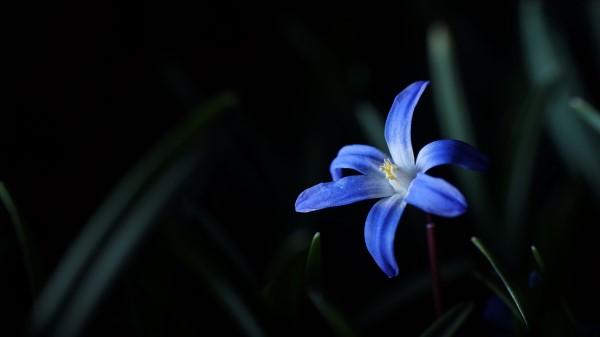 Flower Macro Blue Wallpaper