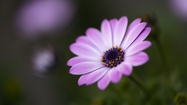 Flower Petals Blur Image Wallpaper