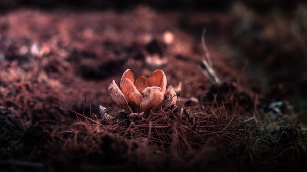 Flower Petals Blur Wallpaper