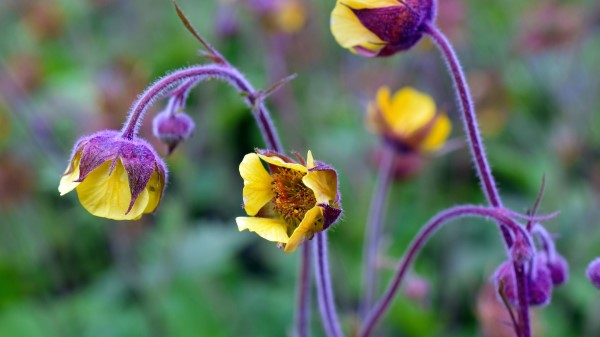 Flower Petals Buds Blur Wallpaper
