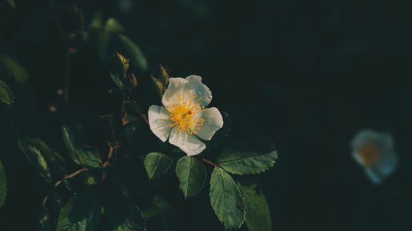 Flower Petals Flowering Wallpaper