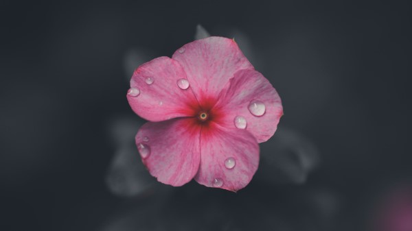 Flower Petals Macro Wallpaper