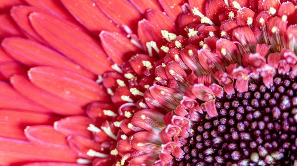 Flower Petals Pink Wallpaper