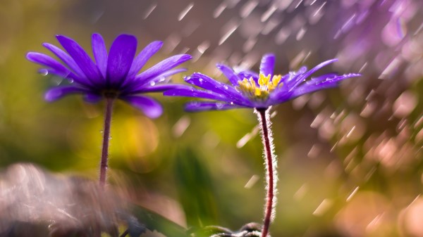 Flower Petals Purple Wallpaper