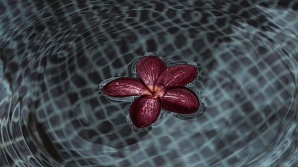 Flower Petals Water Wallpaper