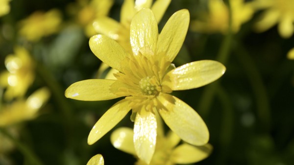 Flower Petals Yellow Small Wallpaper