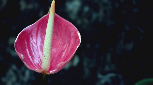 Flower Pink Bud Wallpaper