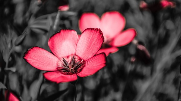 Flower Pink Petals Wallpaper