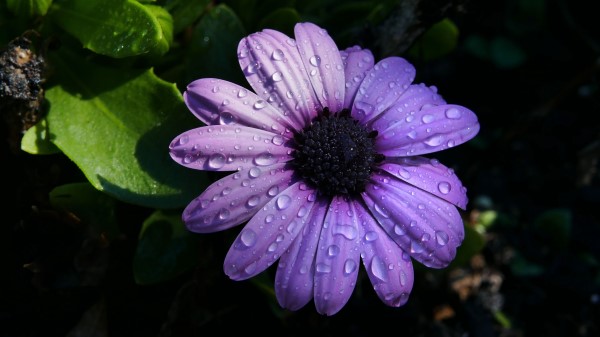 Flower Purple Daisy Wallpaper