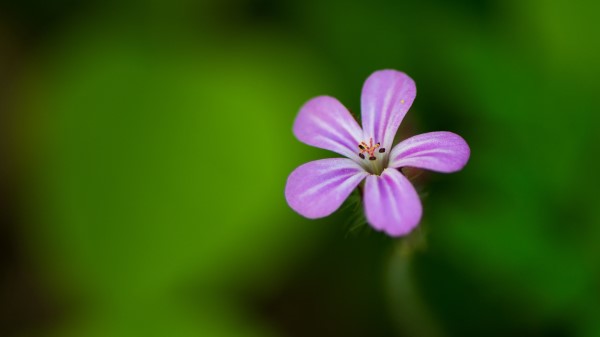 Flower Purple Petals Wallpaper