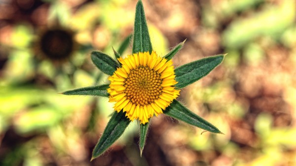 Flower Yellow Leaves Wallpaper