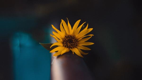 Flower Yellow Macro Wallpaper