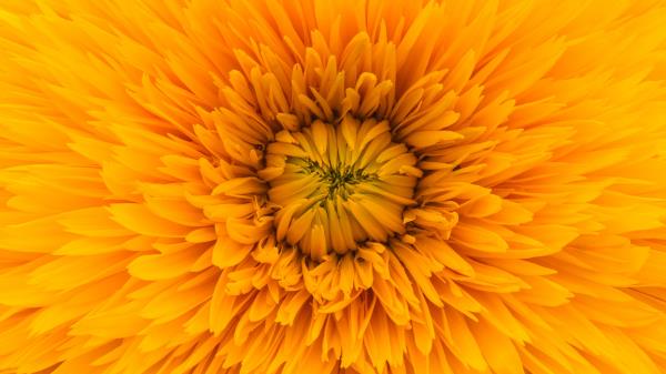 Flower Yellow Petals Wallpaper
