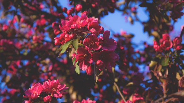 Flowering Flowers Tree Wallpaper