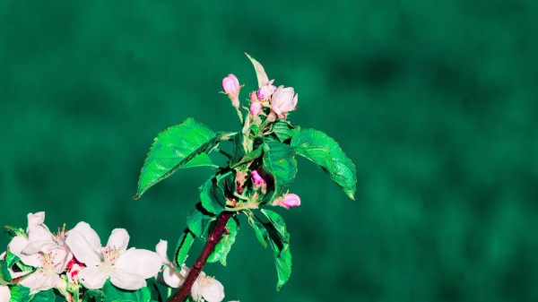 Flowering Spring Branch Wallpaper