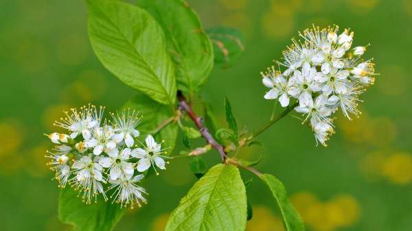 Flowers Bird Cherry Flowering Leaves Wallpaper