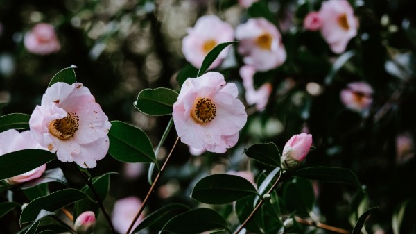 Flowers Bloom Leaves Wallpaper