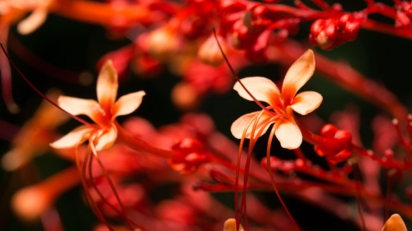 Flowers Bloom Plant Wallpaper