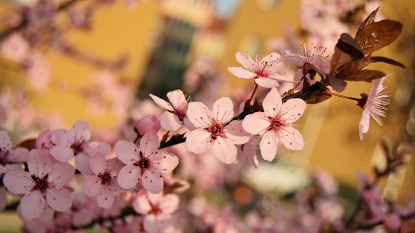 Flowers Bloom Spring Branch Img Wallpaper