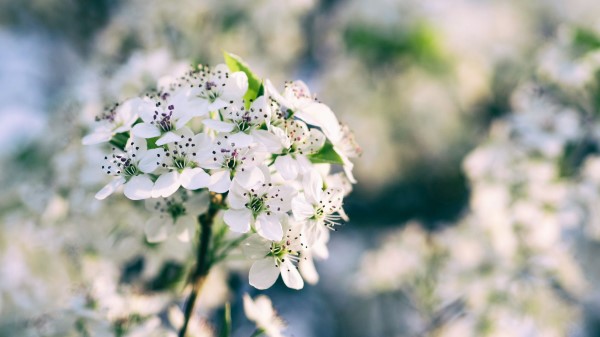 Flowers Bloom Spring Branch Wallpaper