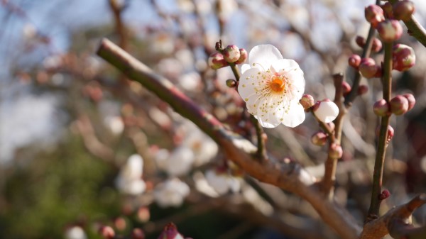 Flowers Bloom Spring Tree Wallpaper