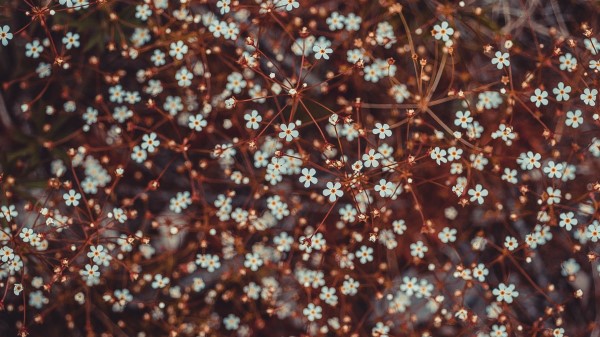 Flowers Blooming Branches Wallpaper