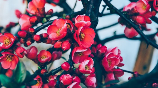 Flowers Branches Blossom Wallpaper