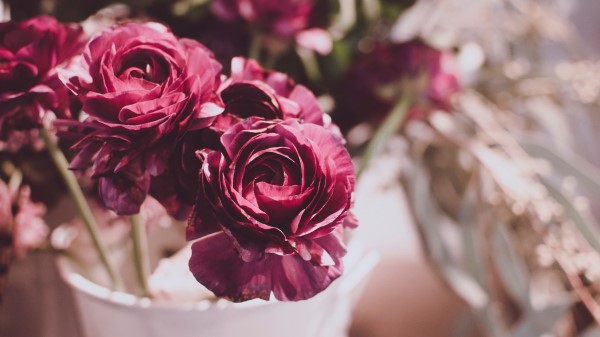 Flowers Buds Blur Wallpaper