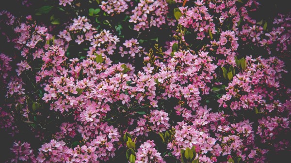 Flowers Bush Blossom Wallpaper
