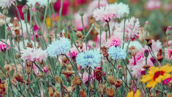 Flowers Colorful Wild Wallpaper
