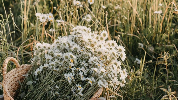 Flowers Daisies Bouquet Wallpaper