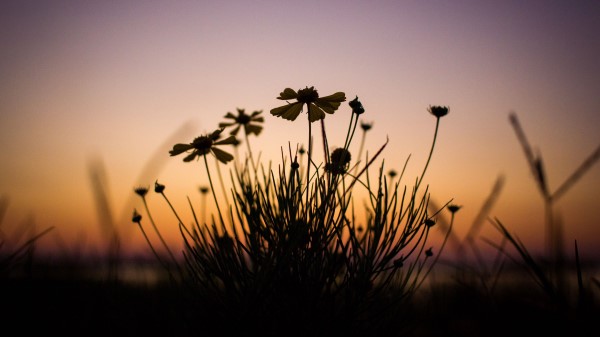 Flowers Dark Twilight Wallpaper