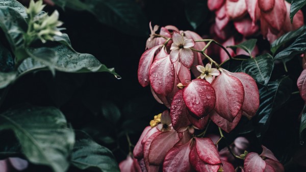 Flowers Drops Bush Elegant Wallpaper