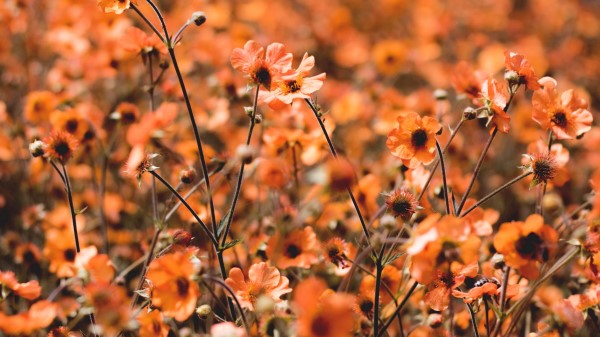 Flowers Field Bloom Picture Wallpaper