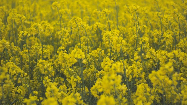 Flowers Field Yellow Plants Wallpaper