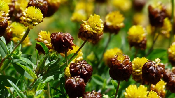 Flowers Flower Bed Bud Wallpaper