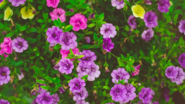 Flowers Flower Bed Plants Wallpaper
