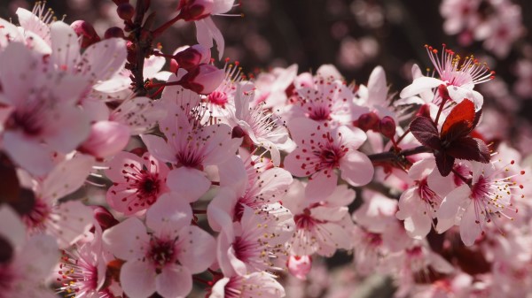 Flowers Flowering Spring Pink Wallpaper