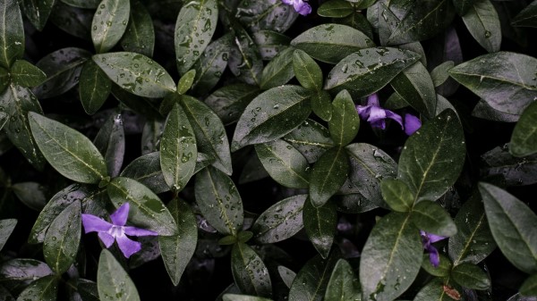 Flowers Leaves Drops Wallpaper