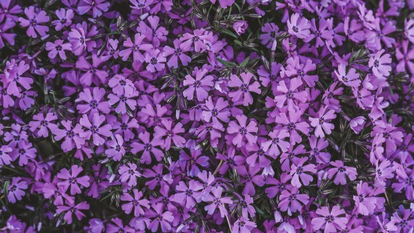 Flowers Lilac Inflorescence Wallpaper