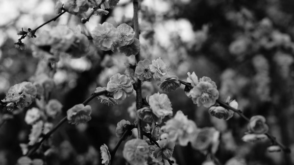 Flowers Macro Bw Wallpaper