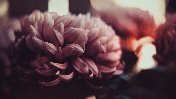 Flowers Peonies Petals Blur Wallpaper