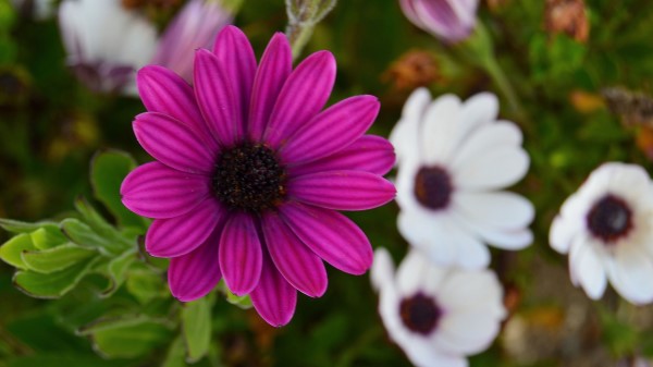 Flowers Petals Buds Blur Wallpaper