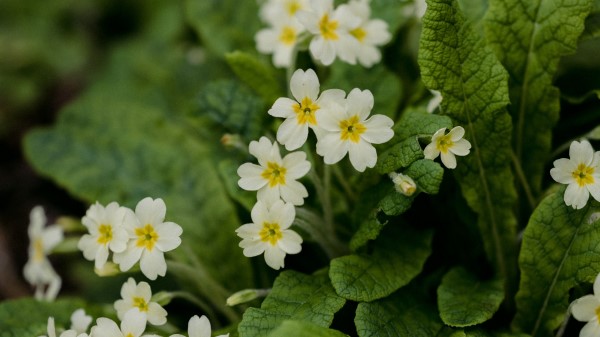 Flowers Petals Leaves Wallpaper