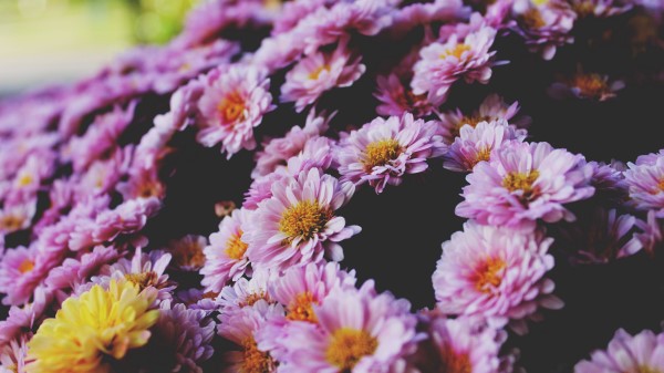 Flowers Petals Lilac Wallpaper