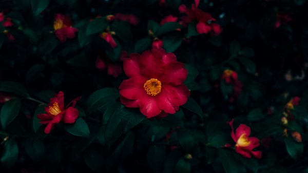 Flowers Pink Bloom Image Wallpaper