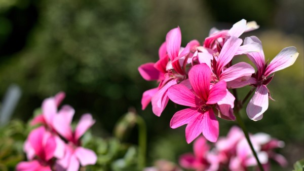 Flowers Pink Macro Wallpaper
