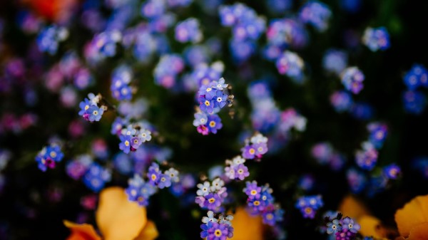 Flowers Plant Blur Wallpaper