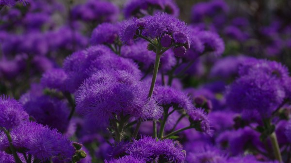 Flowers Purple Plant Wallpaper